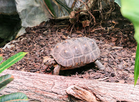 Schildkröte im Luisenpark Mannheim