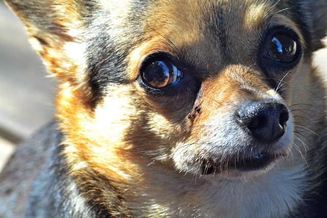 corgi, chihuahua, dog, seattle, puppy