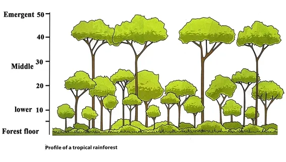 Layers of rainforest trees