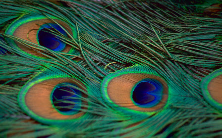 peacock paos @ Digaleri.com