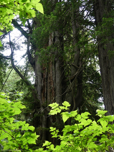 trees and big branches all around, all the way up