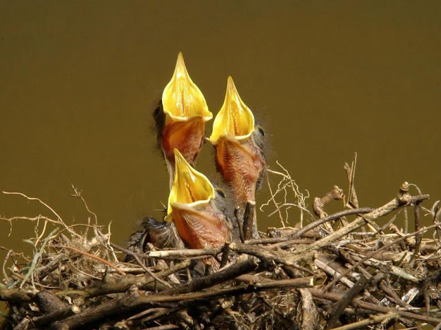 Baby Bird Nest