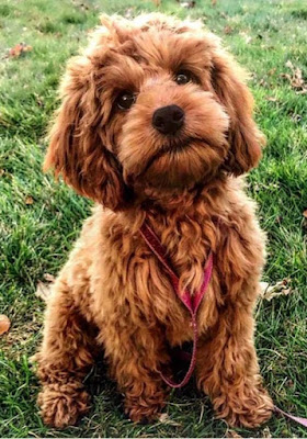 Cockapoo Puppies for Sale in Virginia