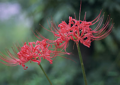 Imágenes y fotografías de flores