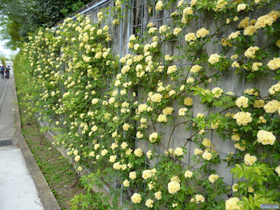 薔薇園入口通りの薔薇