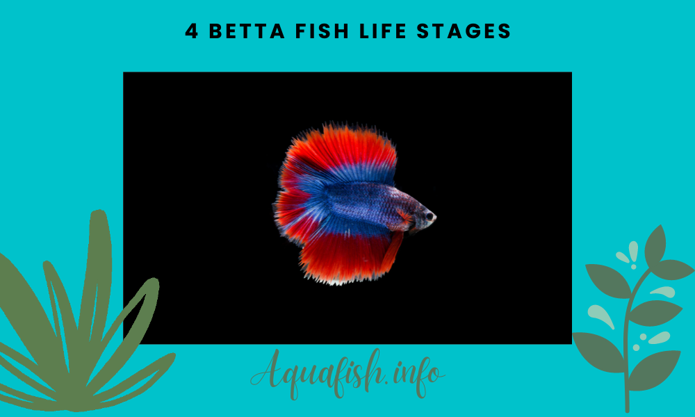 Betta Fish Life Stages