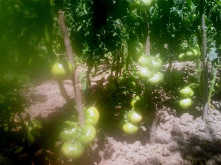 tomate ghittia cultivate in camp