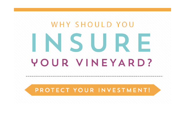 Image: Why Should You Insure Your Vineyard?