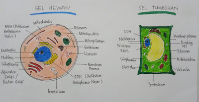 perbedaan sel hewan dan sel tumbuhan