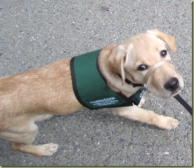 Vienna walking beautifully with her head collar on.