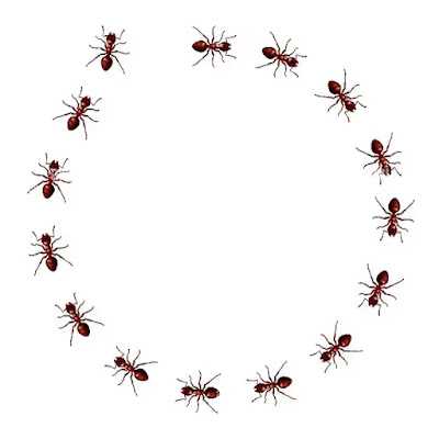 Ants Run in Circles