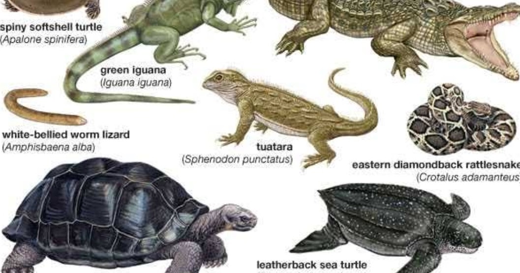 Pengertian Ciri ciri Klasifikasi dan Peranan  Reptil 