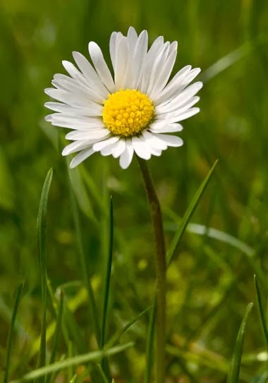  daisy flower 