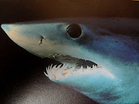 shortfin mako shark