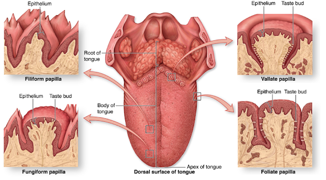  Enlarged Circumvallate Papillae Pictures, Causes, Treatment, Cancer 