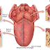  Enlarged Circumvallate Papillae Pictures, Causes, Treatment, Cancer 