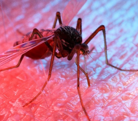What happens to the body after contracting dengue