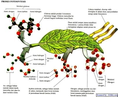 My Blog fotosintesis dan gerak tumbuhan