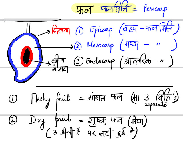 Epicarp Mesocarp Endocarp