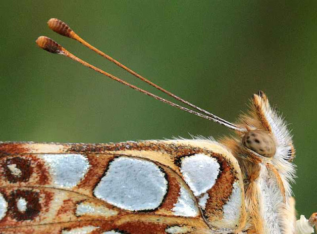 Kleiner Perlmutterfalter, Issoria lathonia