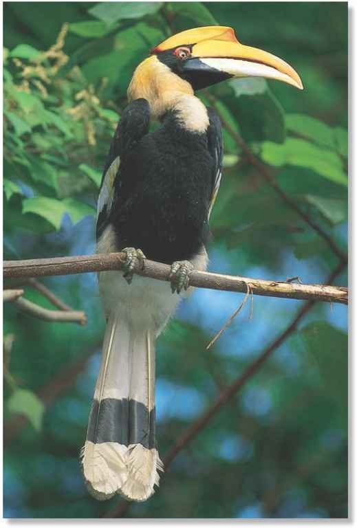 Great Indian Hornbill