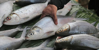 umpan mancing ikan bandeng air payau,umpan mancing bandeng liar,mancing ikan bandeng besar,umpan mancing ikan lele di sungai,resep umpan mancing ikan lele,umpan mancing ikan lele dumbo,