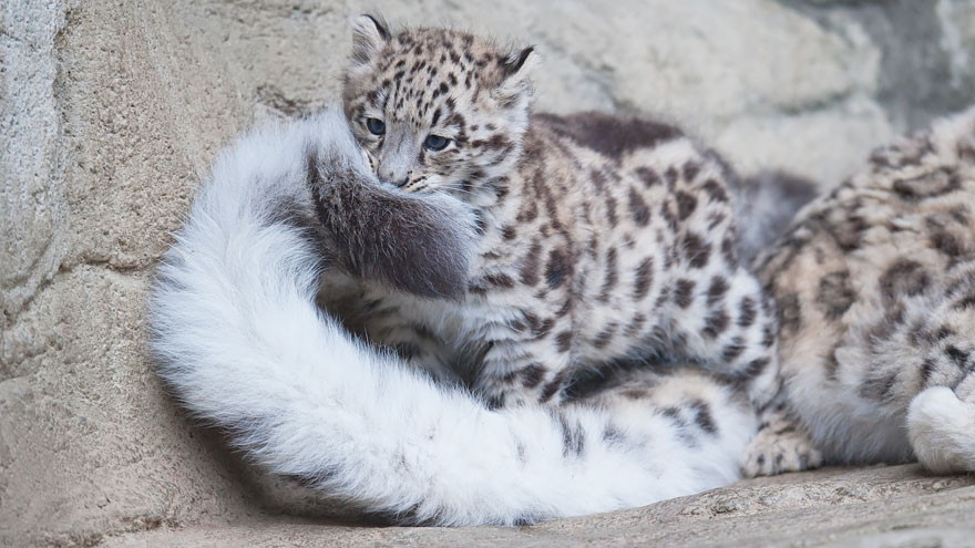 white leopards