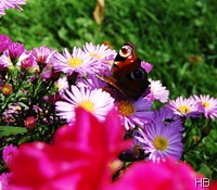 Tagpfauenauge auf Aster © H. Brune