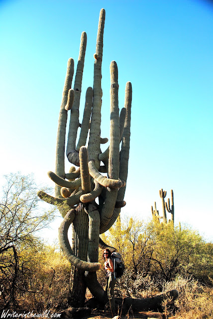 Giant Saguaro