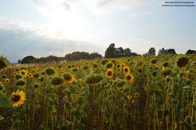 Ηλίανθος. Το λουλούδι του ήλιου, με τον φακό της "ΑΛΗΘΕΙΑΣ". (ΦΩΤΟΓΡΑΦΙΕΣ)