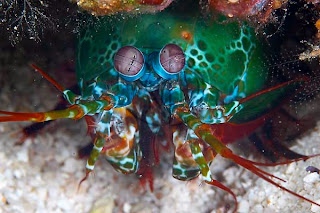 mantis shrimp facts