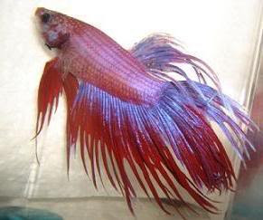 Type Of Betta Fish By Pattern Types