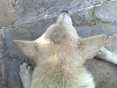 My Dog Pandya in Normal Mode, Eat and Sleep and on and on…….