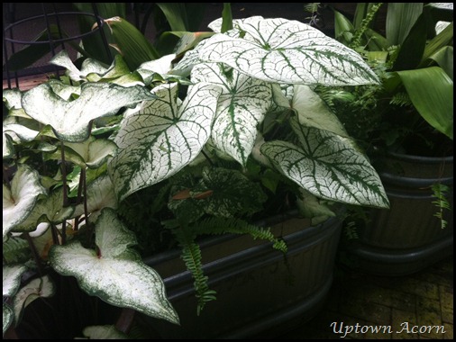 photo_1