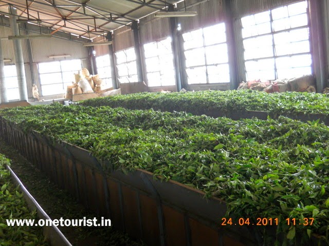 ooty botnical garden , tea factory , tea making , tamilnadu , india 