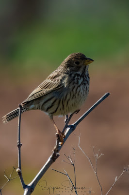 Corn Bunting at Spata fields