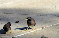 Common mynahs at Fort DeRussy Park, Oahu - © Denise Motard