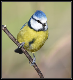 Blue Tit