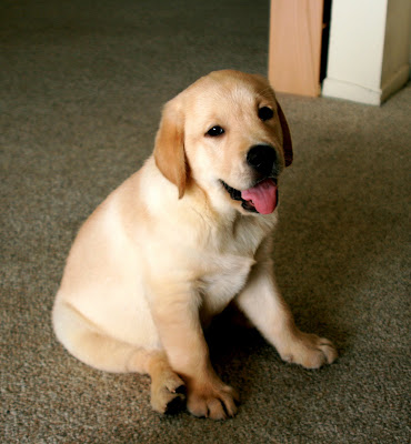 chocolate labrador retriever puppies. yellow lab 1 year old needs