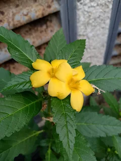 Planta de Damiana, Turnera ulmifolia, es de porte pequeño, con muchas flores amarillas