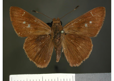 Mariposa achirera (Quinta cannae)