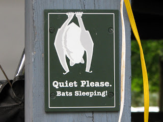 Mengapa Kelelawar Tidur Bergantung