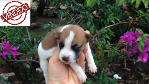 JACK RUSSELL