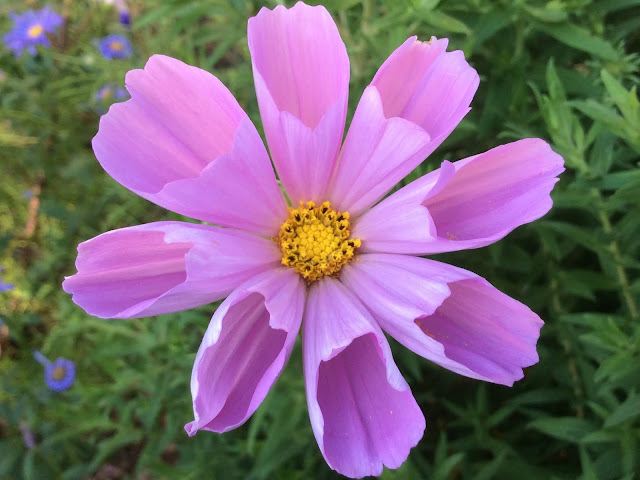 Cosmea bipinnatus 'Seashells'