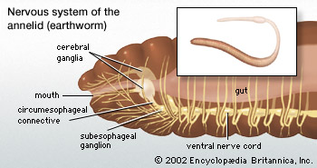 Berbagi Ilmu Makalah Sistem  Saraf  Invertebrata 