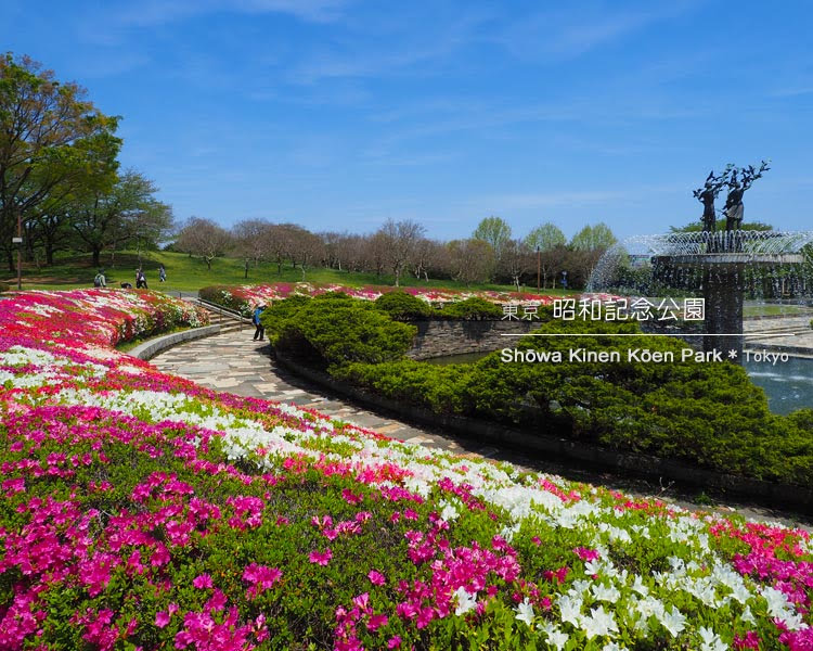 昭和記念公園：噴水の周りに咲くつつじ