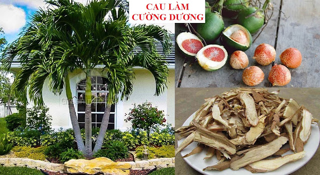 PHÒNG CHỮA BỆNH NHỜ RAU CỦ QUẢ QUANH TA - CAU LÀM CƯỜNG DƯƠNG