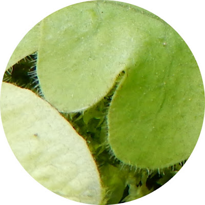 地耳蕨的營養葉（近軸面）