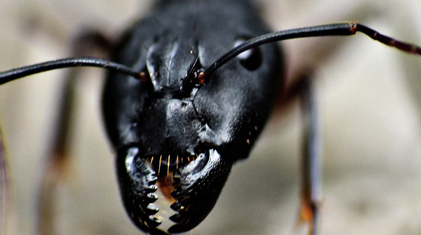 Black carpenter ant represents decay when nesting in trees