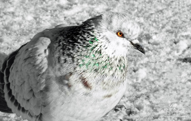 Pretty Pigeon Photo